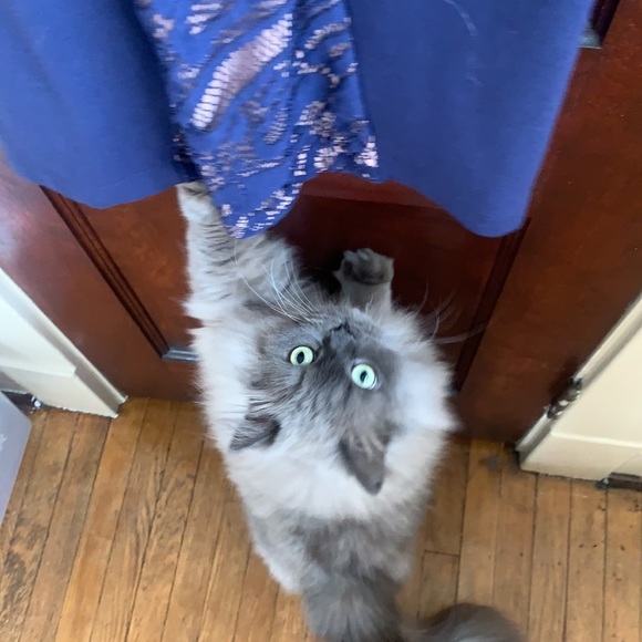 BCBG maxazria blue mid length pencil dress - Picture 5 of 5